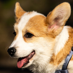 Obraz premium cute welsh corgi puppy close-up portrait
