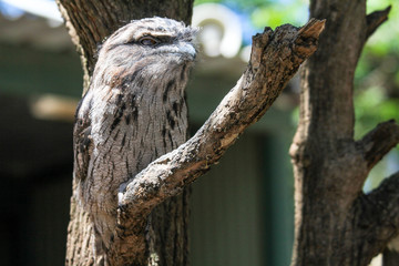 Australian frogmouth nightjar hiding with his feather camouflage on the branch, Sydney Australia