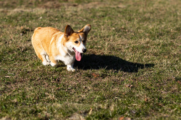 cute welsh corgi puppy in spring evironment