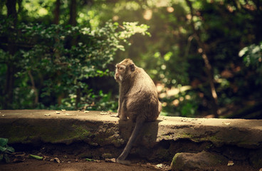 The monkey sits in the sun. Monkey Forest in Bali.