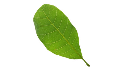 Obraz premium Cashew Nut green leaf isolated on white