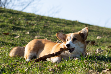 cute welsh corgi puppy laying on spring grass