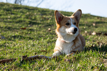 cute welsh corgi puppy laying on spring grass