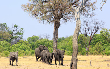 Fototapeta premium Herd of Elephants walking ut from the bush towards a waterhole in Hwange National Park, Zimbabwe