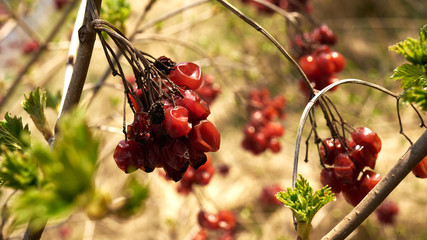 Kwitnące rośliny wiosną © piotrszczepanek