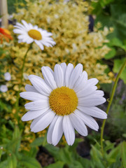 Close-up of a blooming Daisy flower on the background of a yellow Bush and another flower