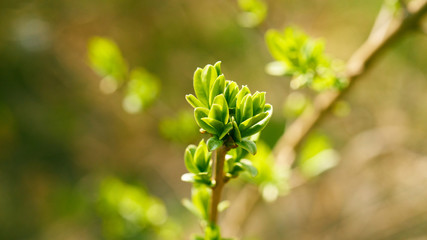 Kwitnące rośliny wiosną © piotrszczepanek