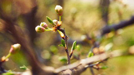Kwitnące rośliny wiosną © piotrszczepanek