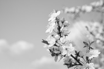 Kwitnące rośliny wiosną © piotrszczepanek