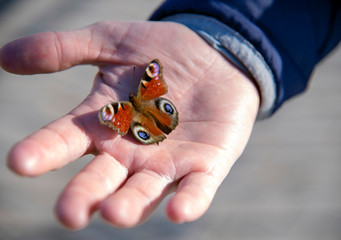 A beautiful bright butterfly with open wings sits on a man's palm and basks in the rays of the first spring sun.