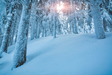 Fairy forest covered with fresh snow