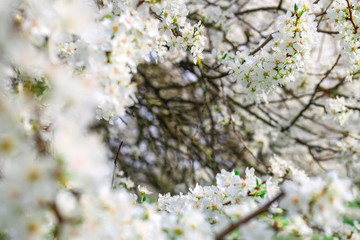 Obraz premium Tree with white blossoms in early spring
