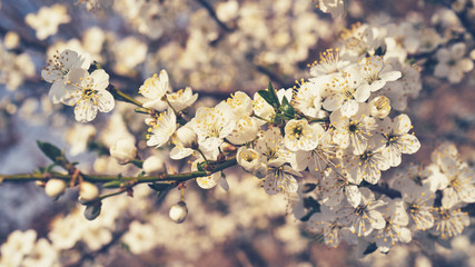 Kwitnące rośliny wiosną © piotrszczepanek