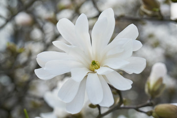 Rozkwitające magnolie