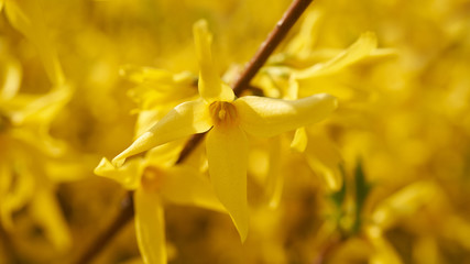 Kwitnące krzewy © piotrszczepanek