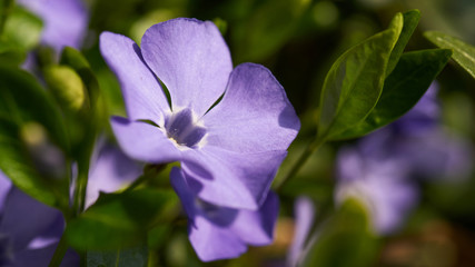 Kwitnące rośliny wiosną © piotrszczepanek