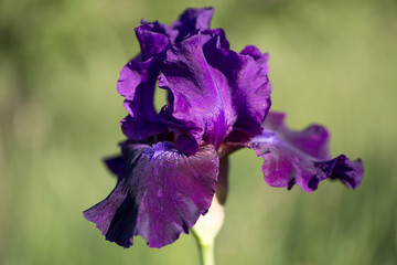 A closeup of a purple violet velvet bearded iris using a shallow depth of field