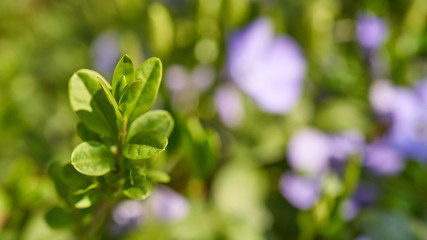 Kwitnące rośliny wiosną © piotrszczepanek