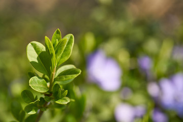 Kwitnące rośliny wiosną