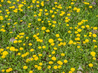 Löwenzahnwiese im Frühling