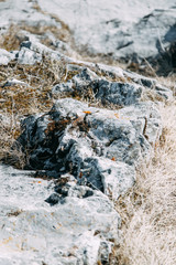 Natural textures for design. The texture of the stone with the moss.