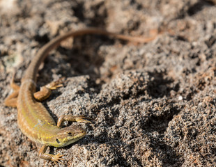 Green lizard (Reptile Podarcis Siculus)