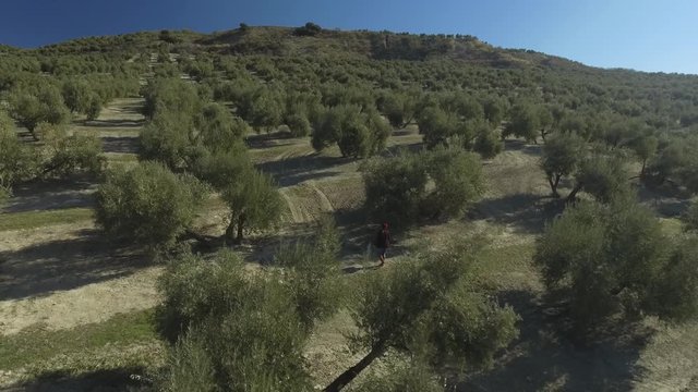 Aerial shot following a single person walking through alley in olive grove in Spain