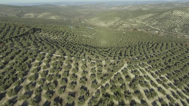 Reveal shot of endless regular rows of olive trees in olive groves on hills, one water reservoir