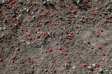 Red hawthorn berries on the ground