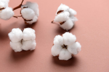 Cotton flowers on color background