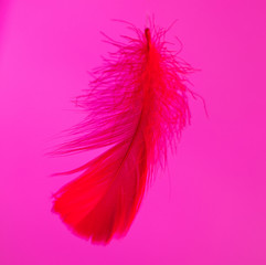 Red feather isolated on pink background