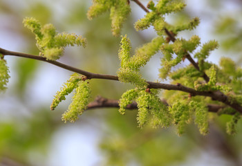 Fototapeta premium Flowers on the mulberry branches in the spring