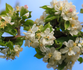 Flowers on a fruit tree in spring