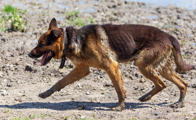 The dog runs in nature