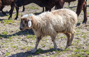 Obraz na płótnie Canvas Sheep graze in the meadow in spring