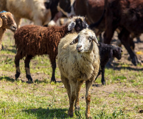 Sheep graze in the meadow in spring