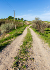 Fototapeta na wymiar Dirt road in a field in spring
