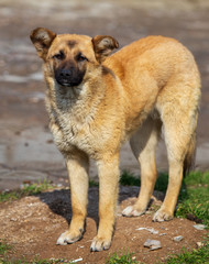 Portrait of a dog in the afternoon