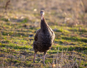 Turkeys graze in the meadow in spring