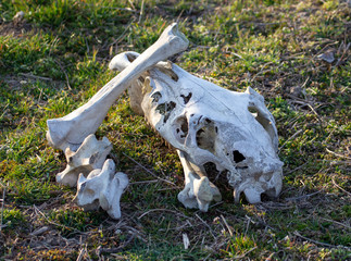 The bones of the animal lie in nature