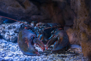 Big lobster under water