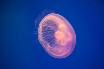 Moon jellyfish Aurelia aurita