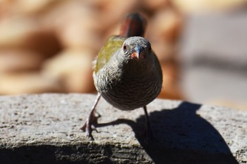 weiblicher Buntastrild (Pytilia melba) in der Kalahari in Namibia