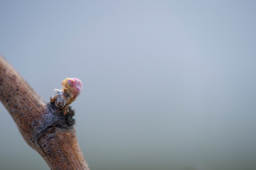 First spring leaves on a trellised vine growing in vineyard, Bordeaux, France