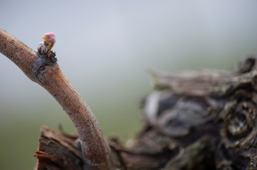 First spring leaves on a trellised vine growing in vineyard, Bordeaux, France