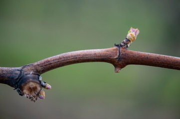 First spring leaves on a trellised vine growing in vineyard, Bordeaux, France