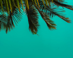 Coconut branches against the teal sky. Summer, tropical, retro themed background with copy space.