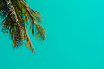 Coconut branches against beautiful teal sky. Summer themed background with copy space.  © Sahana