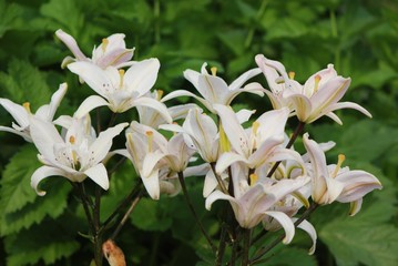 Fototapeta premium lily of the valley
