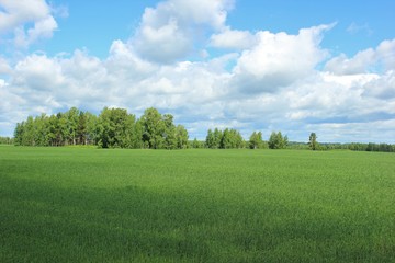 green field and blue sky